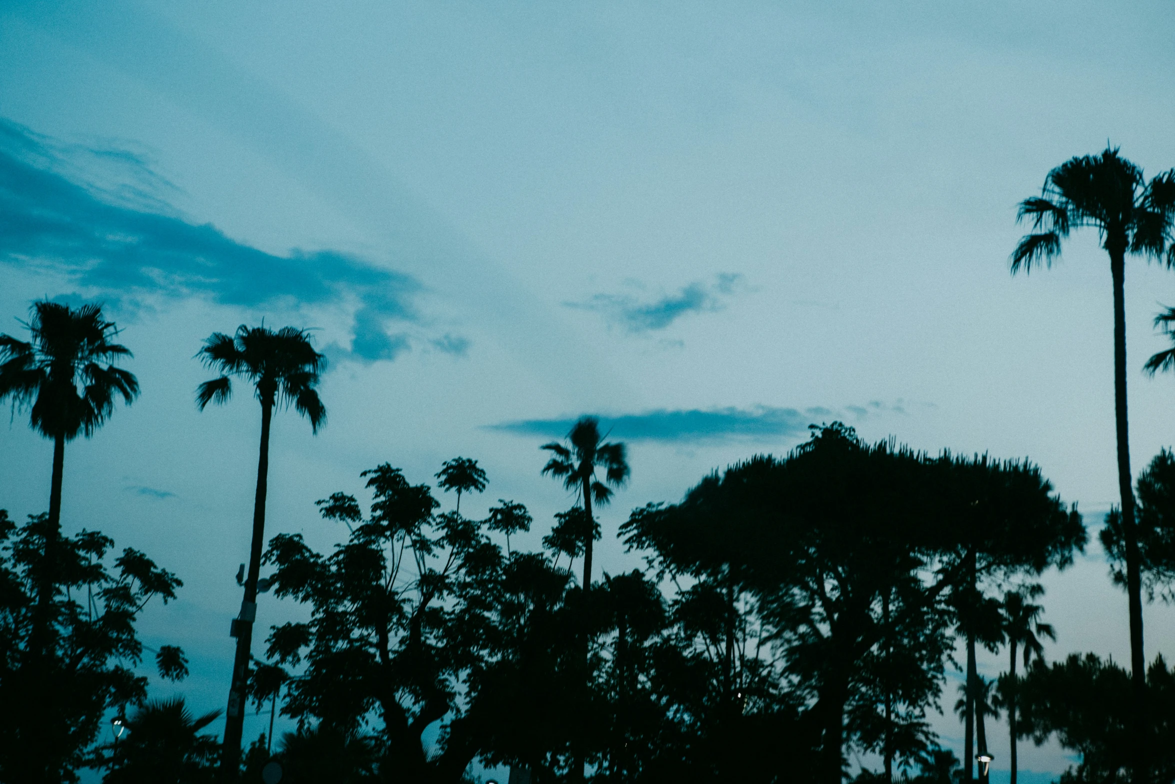 the view from a distance at twilight looking up into palm trees