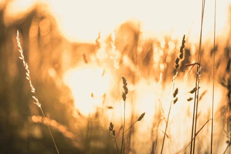 some grass and the sun shining in the background