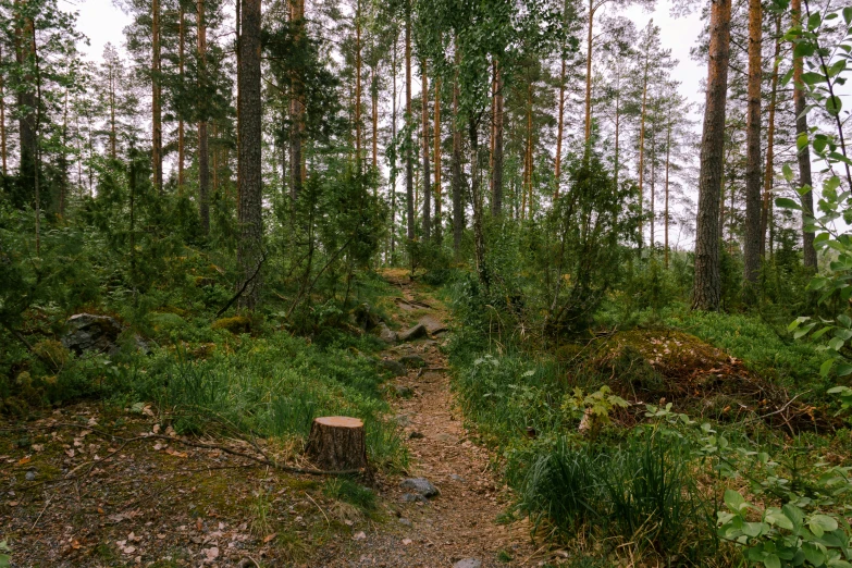 a forest path that is being overgrown and cleared