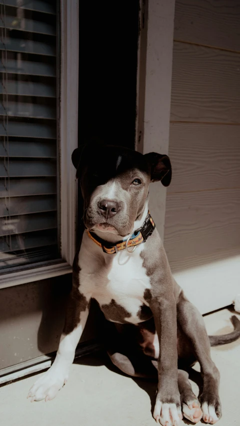 a dog sitting on the floor outside of a window