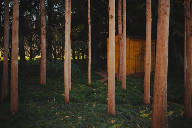 trees line a field with a fence and some building in the distance