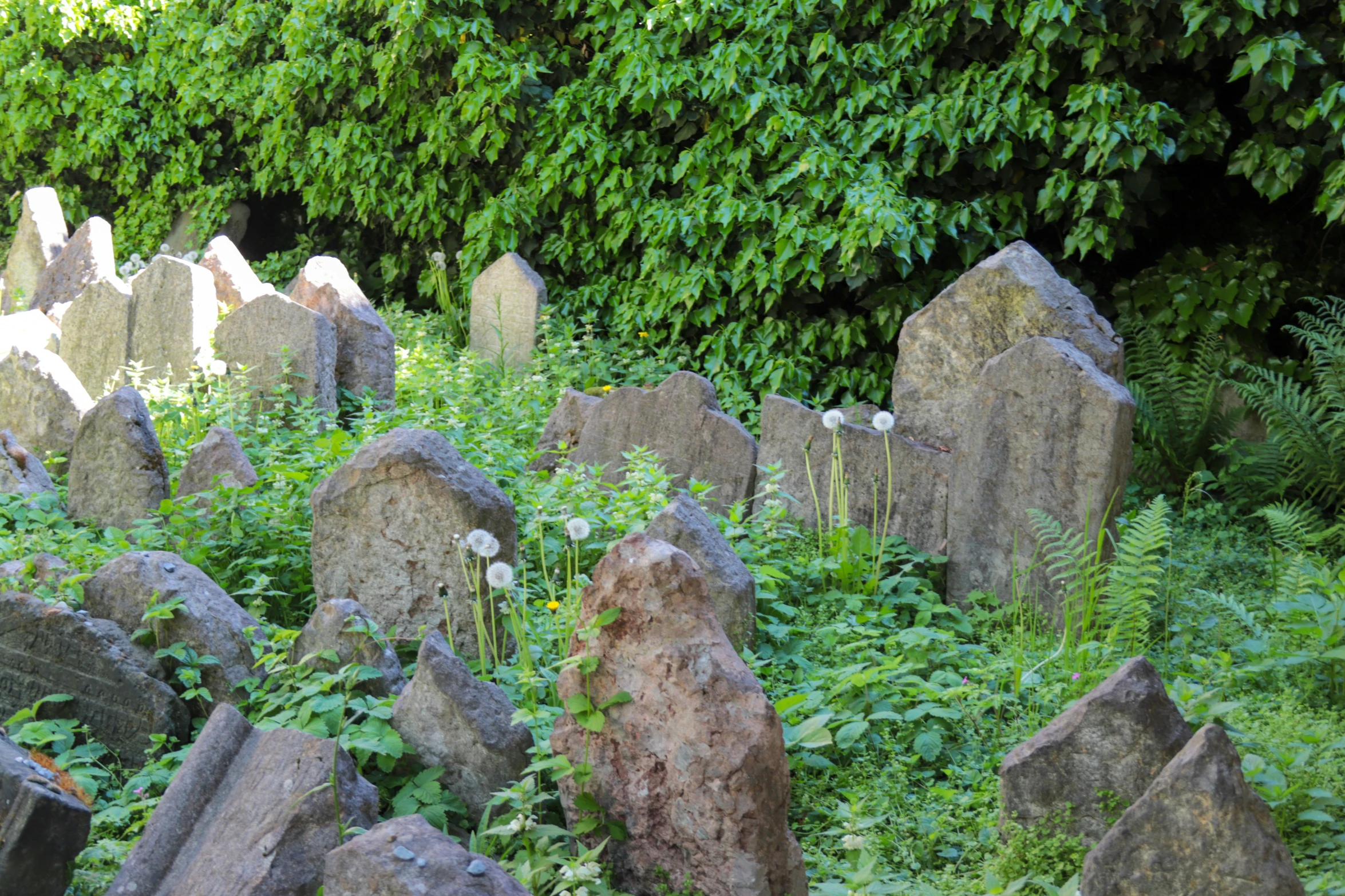 a large field full of large rocks and plants