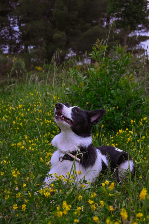 small black and white dog laying in a field