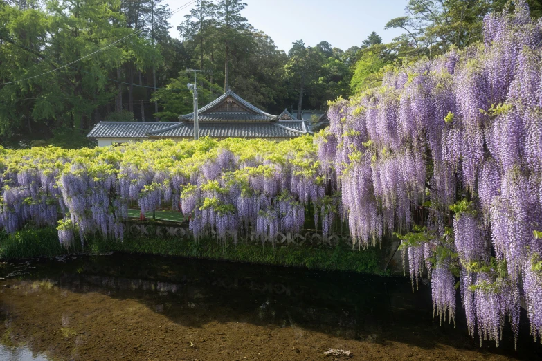 the flowering wisters are along a wall of water