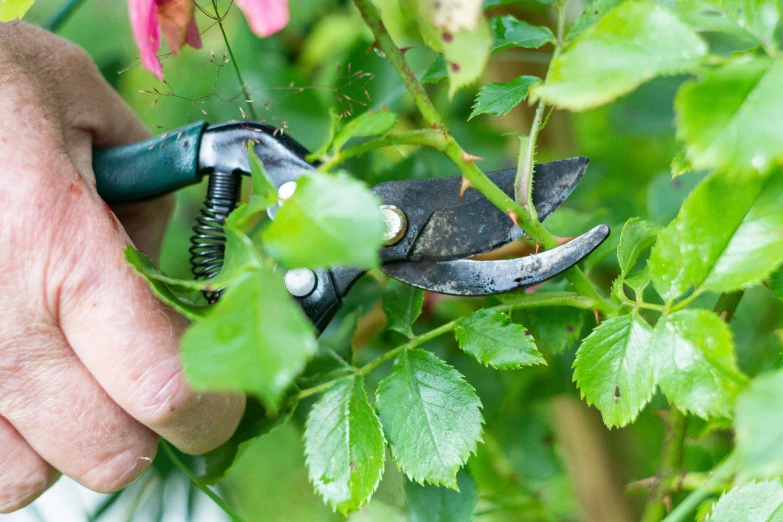 a person  a plant with scissors