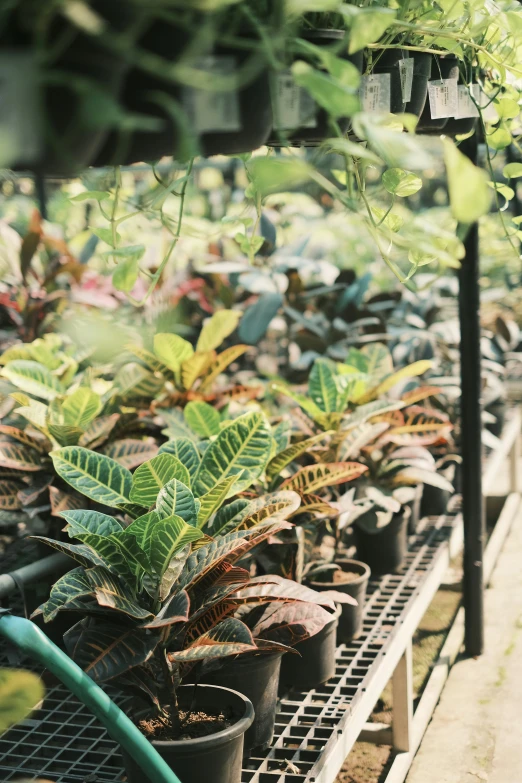 plants and flowers in the greenhouse with a rack full of one