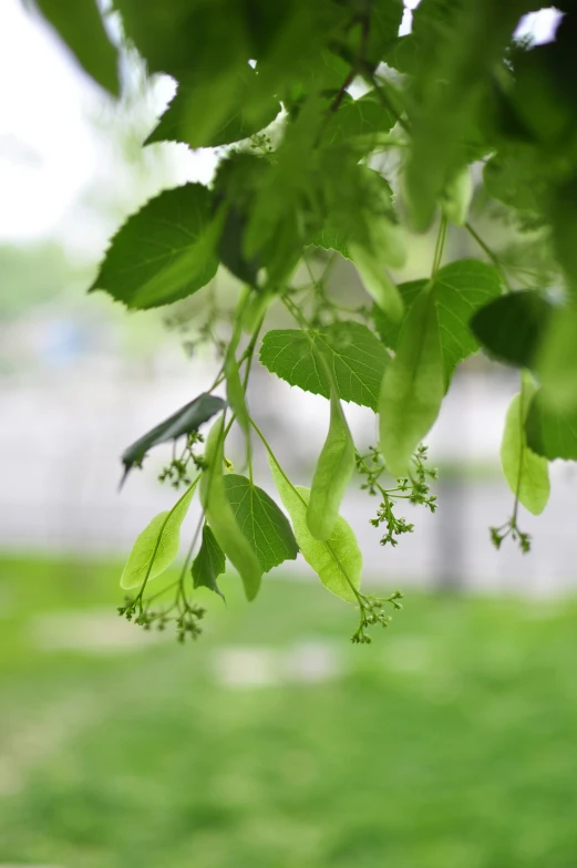 leaves with little green buds hang from nches on a grass field