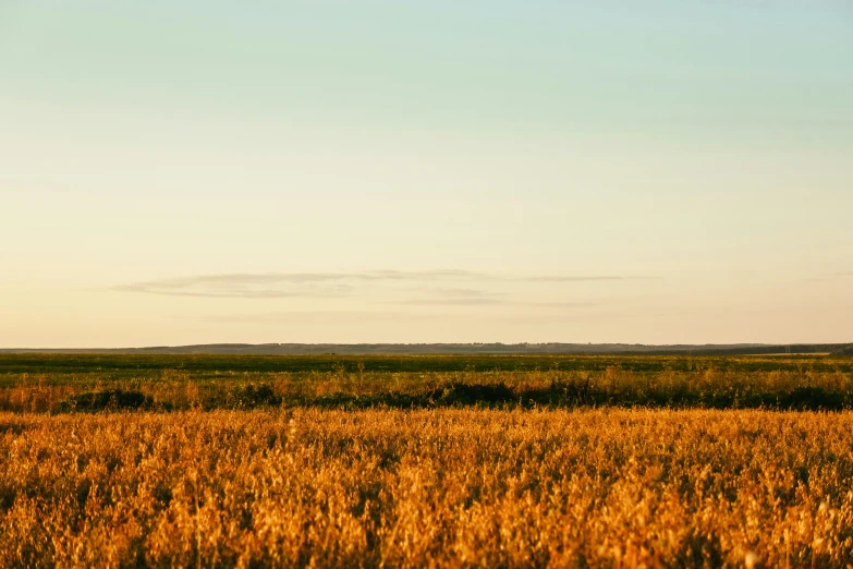 a brown and yellow grassy area with a sky in the background