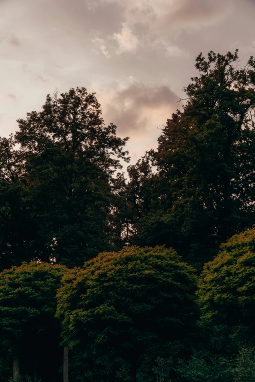 the trees in the park are very tall