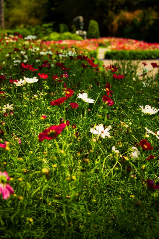 some pretty red white and pink flowers in a garden