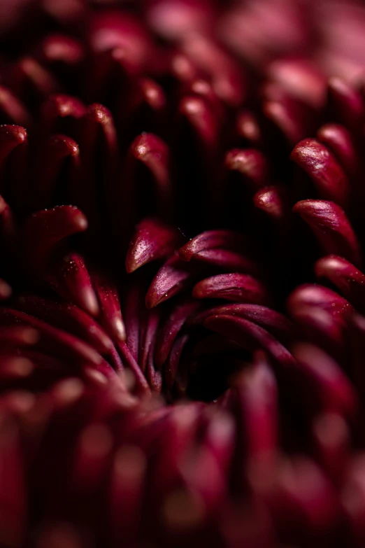 a close up of a red flower with lots of petals