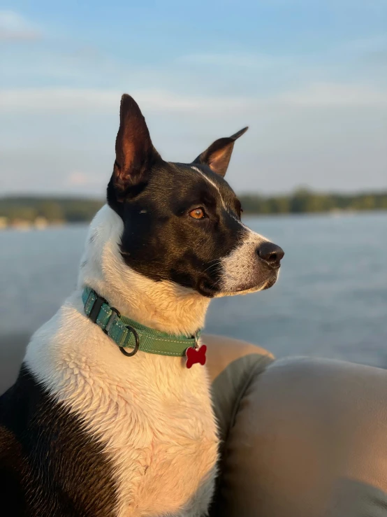 the dog is sitting on a boat looking out to the water