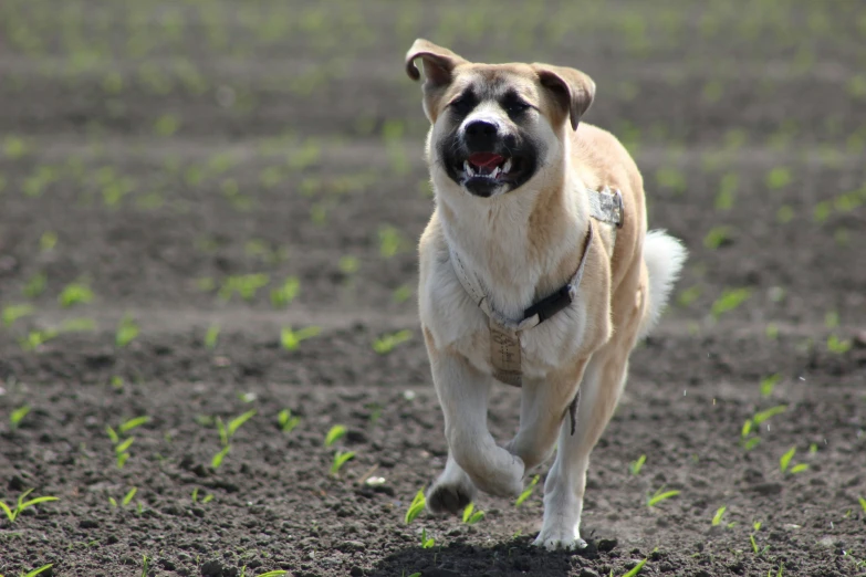 an image of a dog running in the field