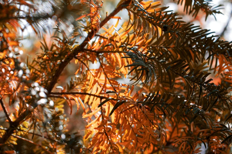 rain drops are on the yellow leaves of a tree