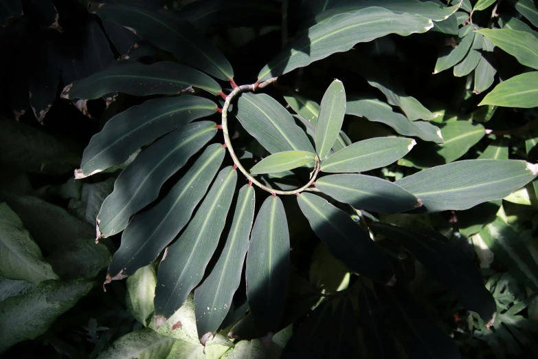 a circle shaped leafy object sits in the sun