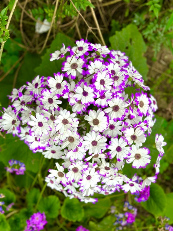 flowers in the foreground with purple and white ones in the background