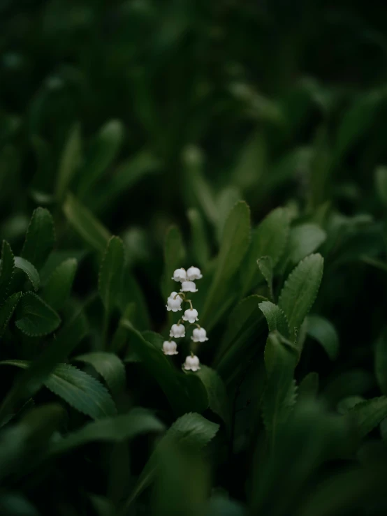 some tiny flowers with green leaves surrounding them