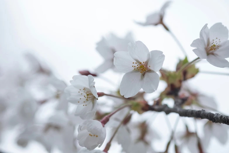 flowers of an old - fashioned cherry tree on a cloudy day