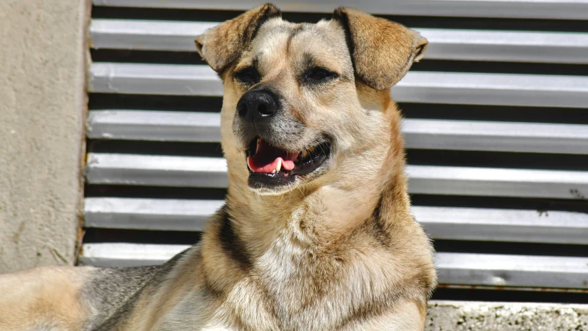 a very big furry dog with a big smile