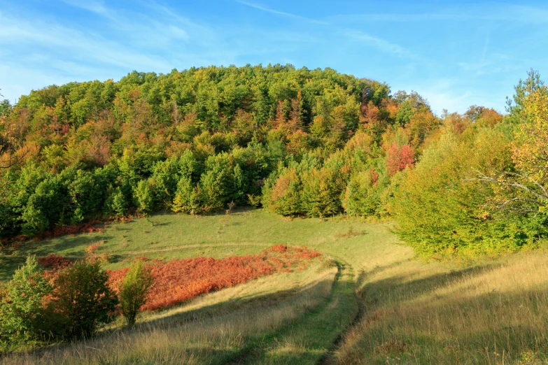 an overview of the forest with a path in the distance