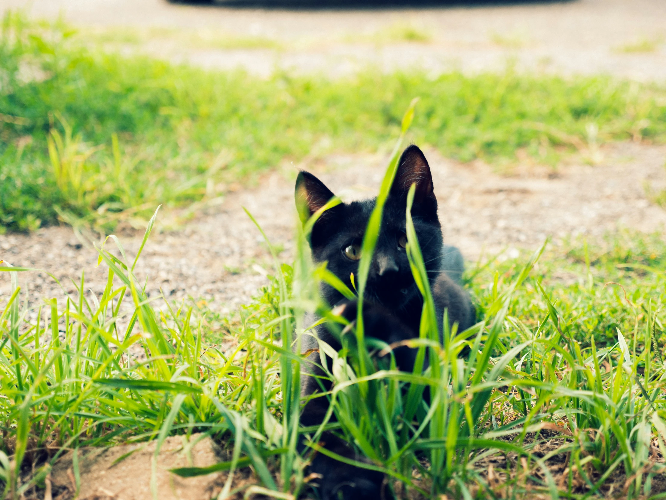 small cat sitting in the grass near a street