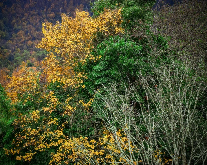 a tree with yellow flowers on it stands in the middle of a forest