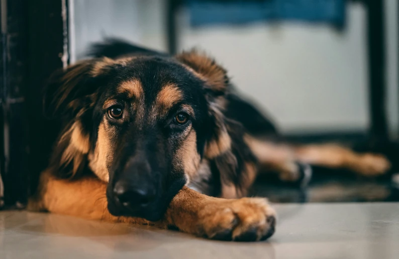 the large dog lays on the floor waiting