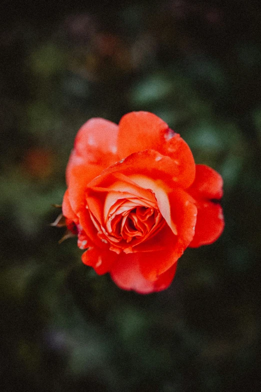 a rose on the end of the stem and one single flower