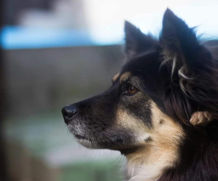 the large black dog is sitting and looking at soing