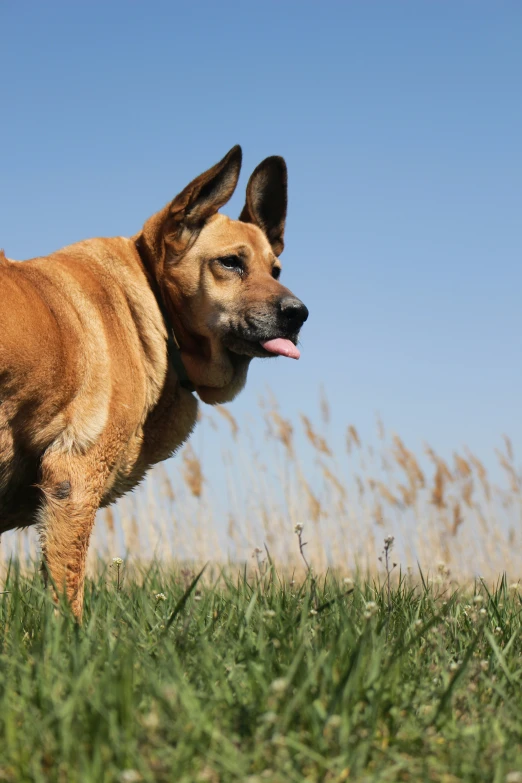 an image of a brown dog that is out in the field