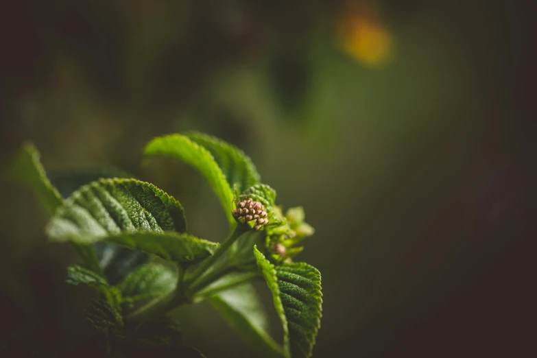 an image of the green leaves on the plant