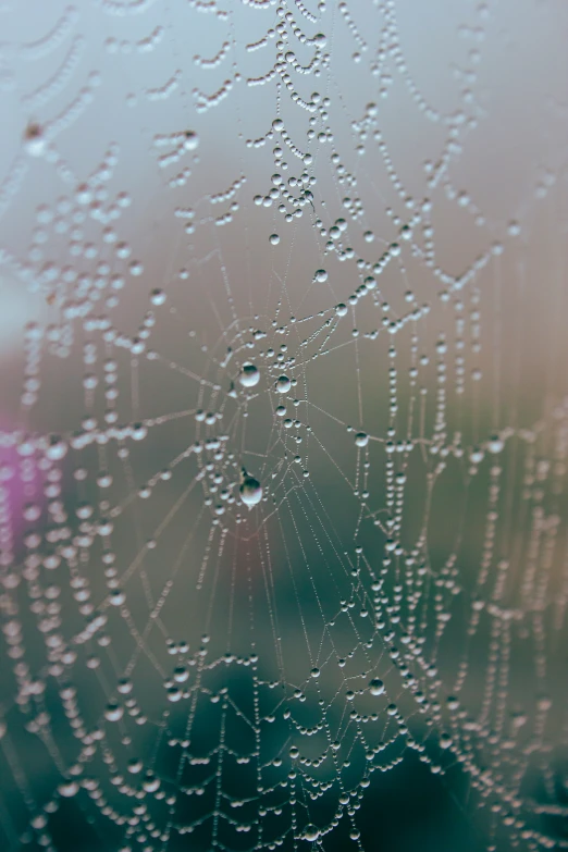 a spider web with drops of dew on it