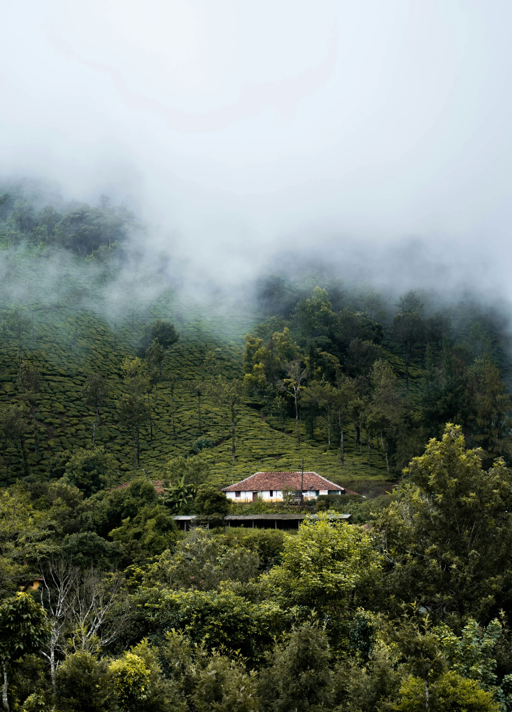 the foggy mountain is covered with dense vegetation