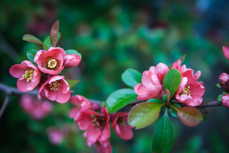 closeup of some pink flowers with leaves and a blurred background