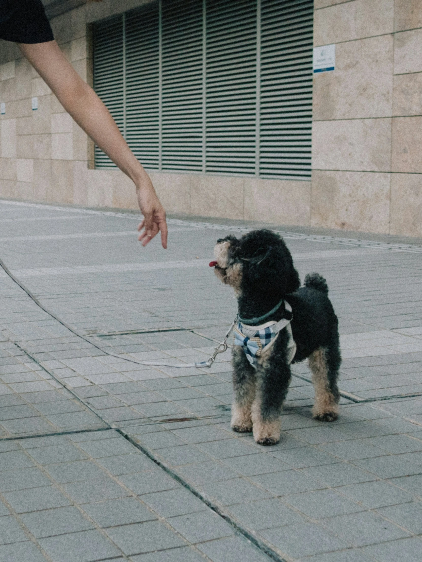 the black dog is wearing a bandana on the ground