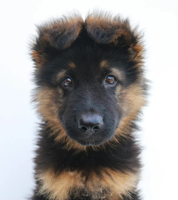 the head of an adorable, dark colored puppy