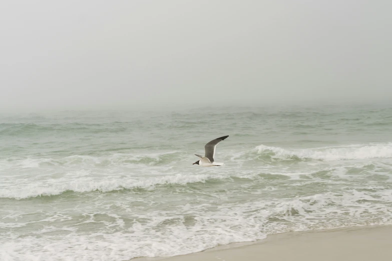 a bird flying low over the water near the beach