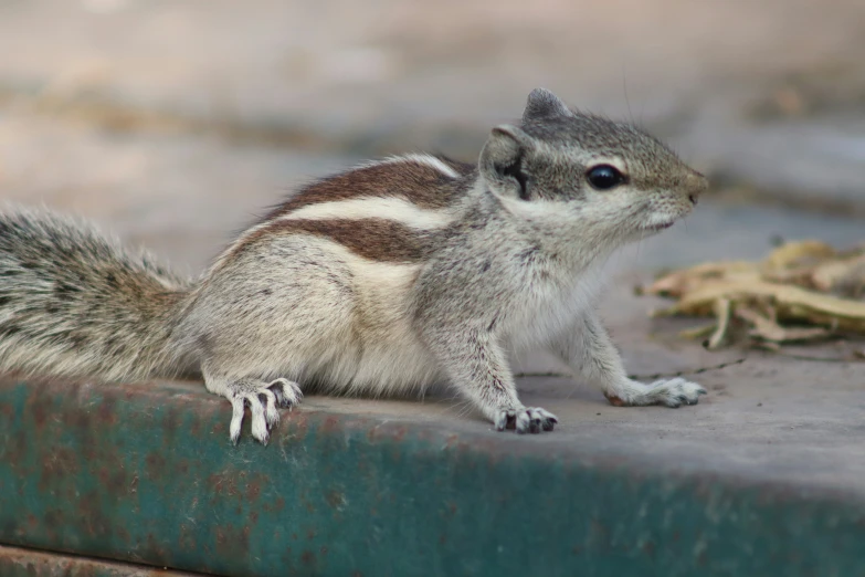 the squirrel is sitting on the curb near the leaves