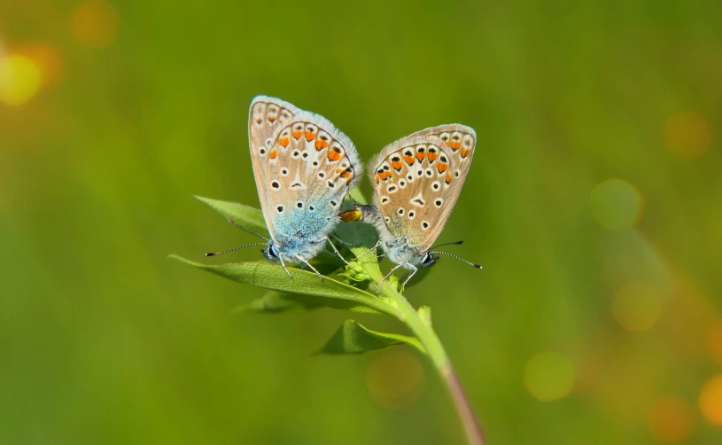 two erflies are sitting on the green leaves