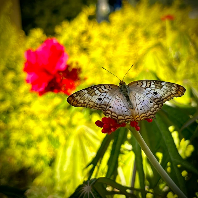 two erflies resting on top of flowers with green leaves