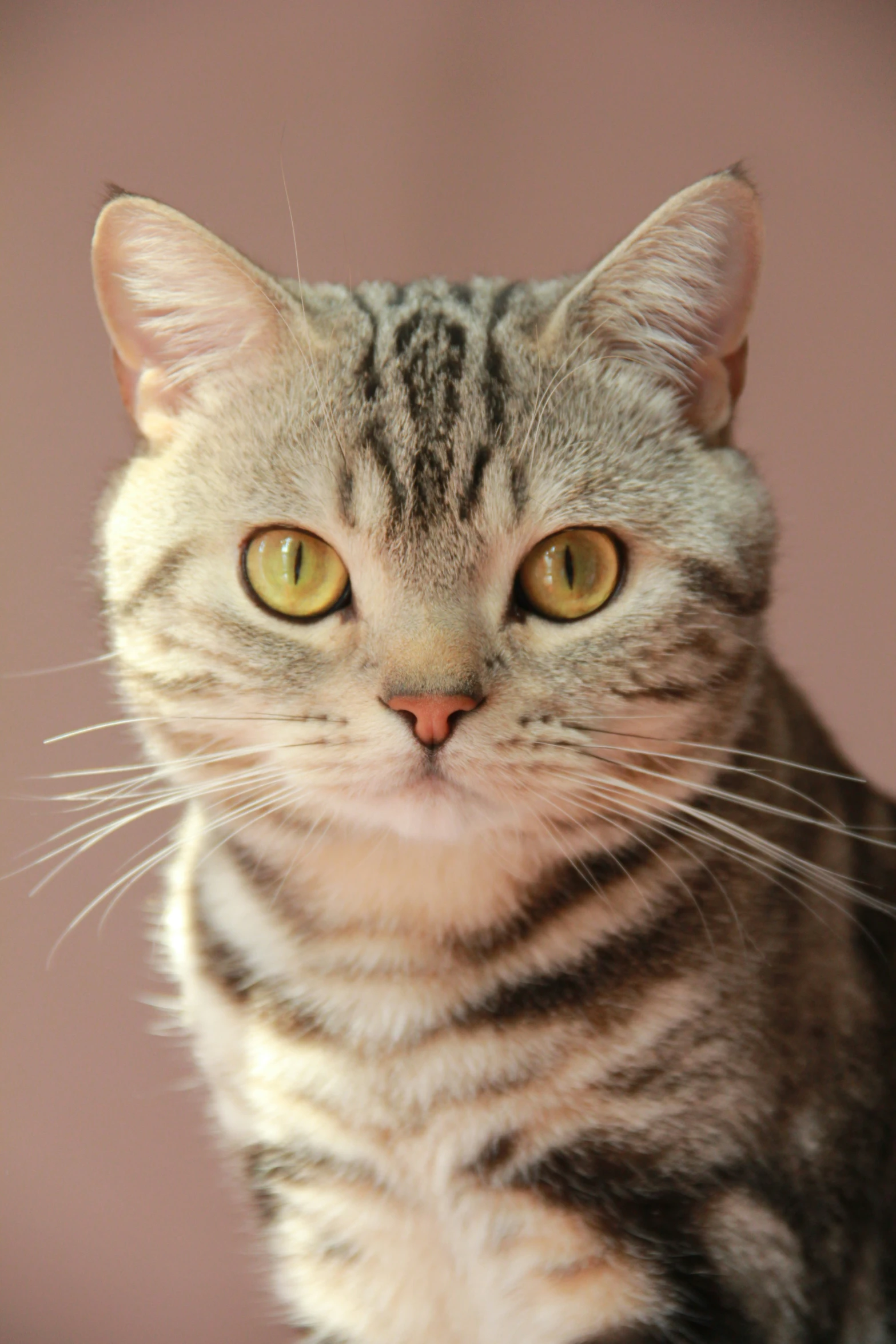 a gray black and white striped cat and its owner