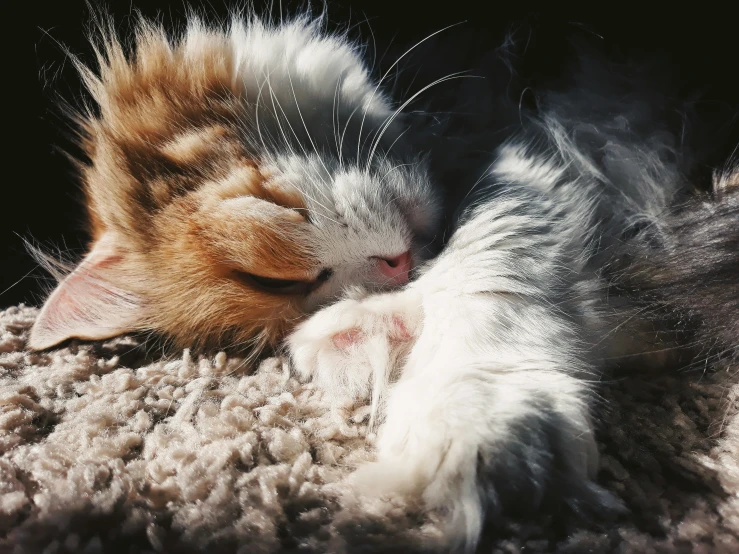 a small kitten playing with the back end of its parent