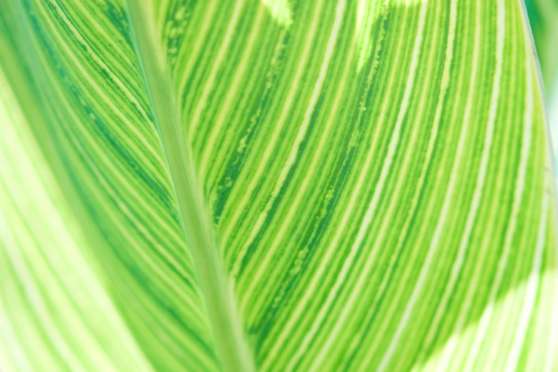green plant leaves are shown closeup, with a heart shaped dot on the middle
