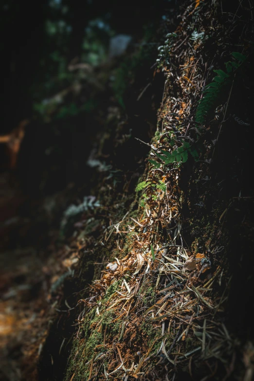 a blurry po of grass and dead leaves in the forest