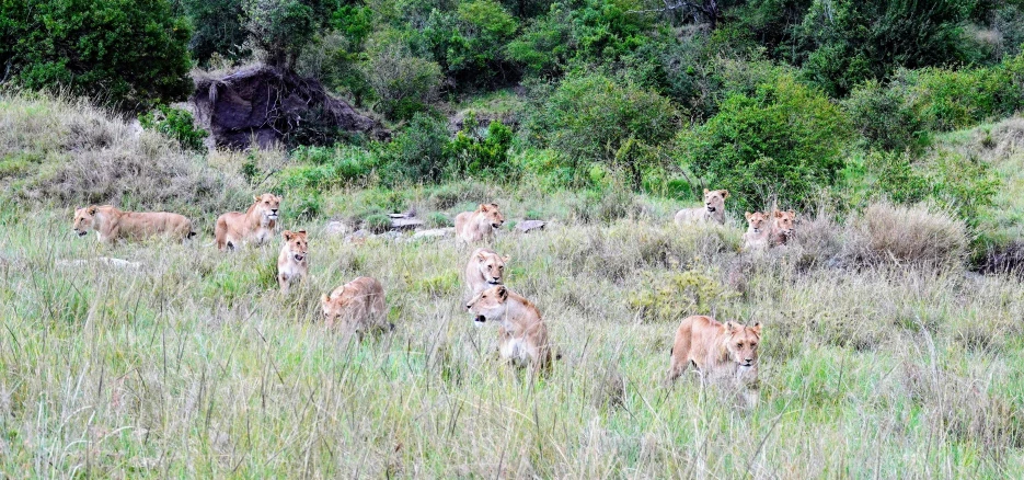 several brown and white dogs walking through tall grass