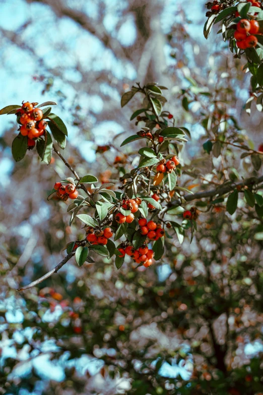 orange berries hang from the nch of a tree