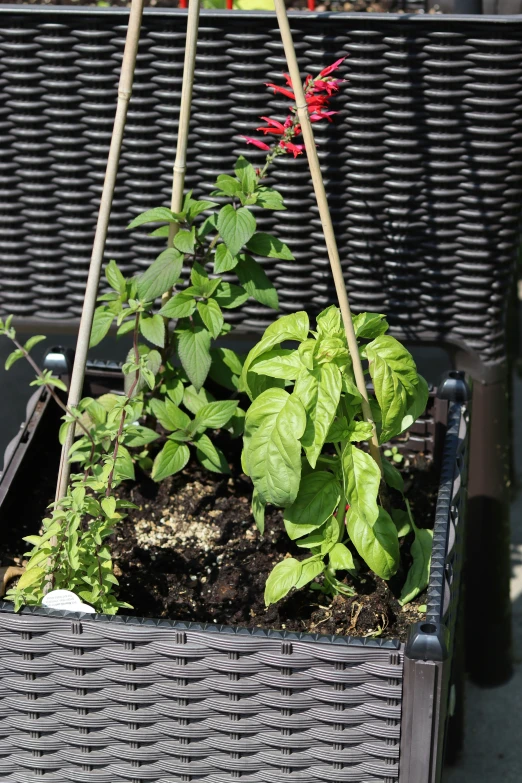 planters with plants are lined up in an outdoor basket