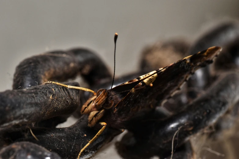 the large moth is sitting on the edge of some black chains