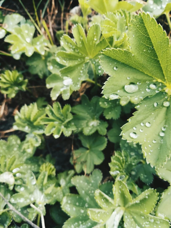 a leaf that is next to some water droplets