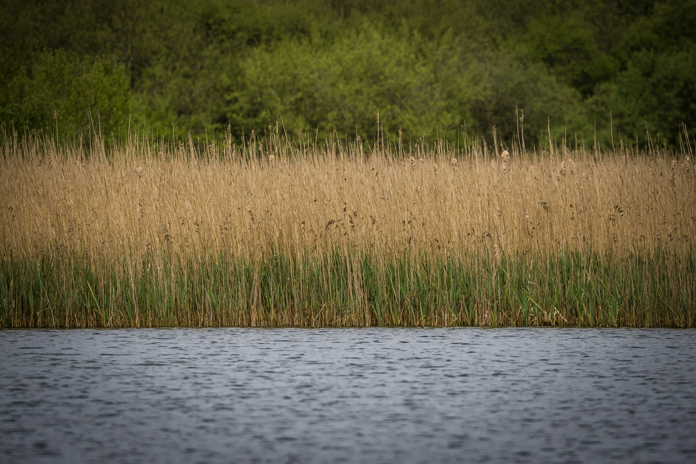 tall grass grows next to a body of water